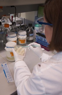 Jackson Flynn | Argonaut The science department has been conducting a biosafety stewardship to ensure safe practices within the laboratories.