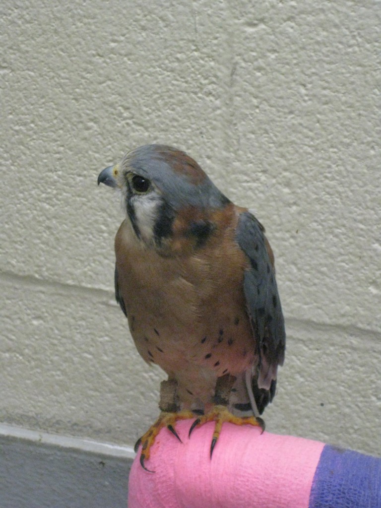 Aly Soto | Rawr Pre-veterinary students at WSU gain hands-on experience with raptors. 