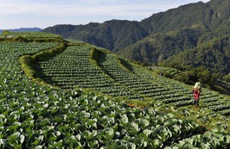 Kent Apostol | Courtesy Indigenous groups in the Philippines clear forest cover to create space for monoculture crops, a practice the UI team will focus on during their service learning trip during spring break.