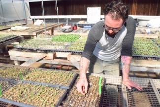 Jake Smith | Argonaut Adam Reed, a local organic farmer, works in his 200 square-foot greenhouse two miles from Moscow. Reed provides safe, sustainable, organic vegetables for local restaurants. Excluding the greenhouse he works in from time to time, Reed owns two farms. His most recent 30-acre addition, Victory Farm, is named after World-War-II-era victory gardens. Victory Farm is a way for Reed to answer the call against a food war waged by conventional agricultural techniques.