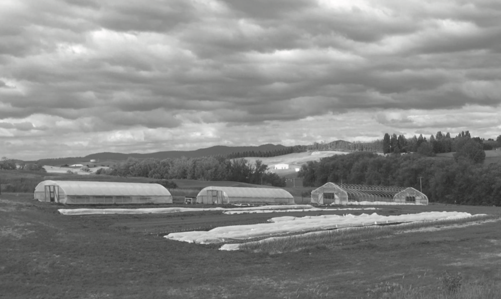 Catherine Keenan | Argonaut Plants grow at the Washington State University Eggert Family Organic Farm in Pullman. The farm, located just off Highway 8, officially opened for the summer sales of organic produce May 24.