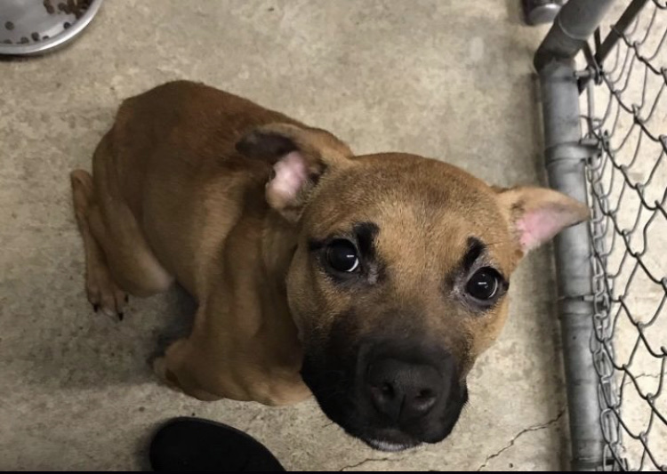 Courtesy of Petfinder