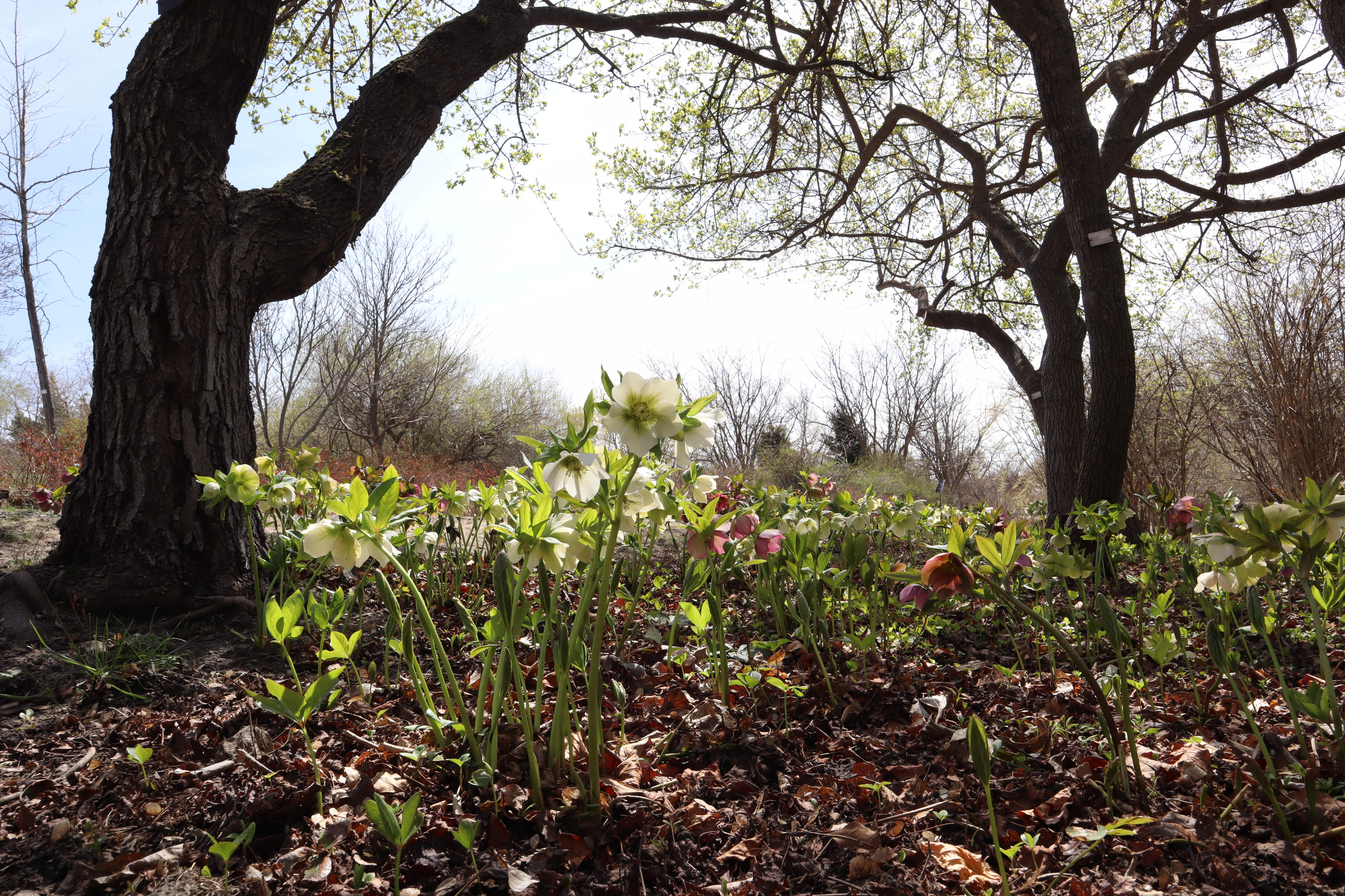 Lenten roses and ‘Embers’ Amur maple | Ava Manning | Argonaut