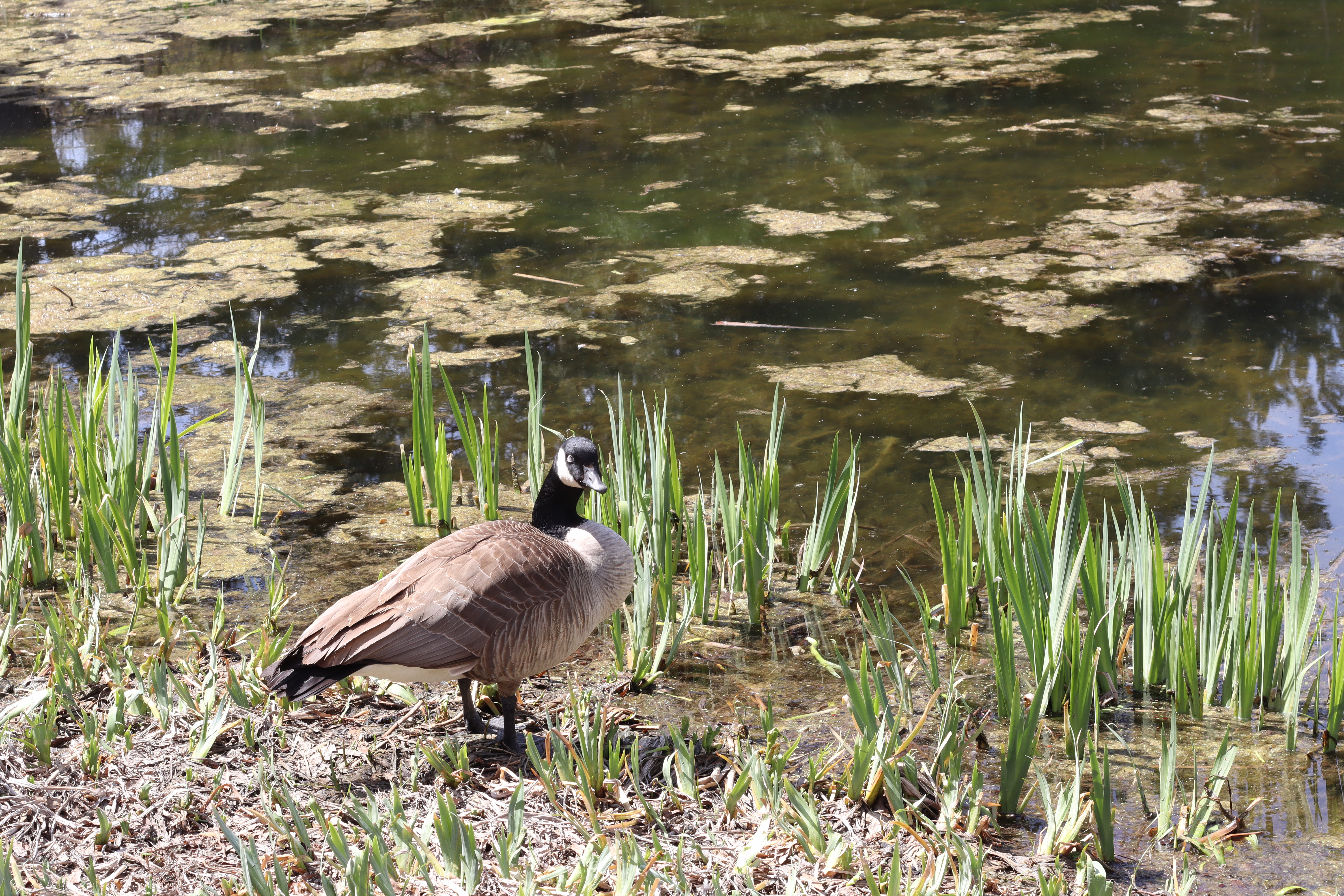 Canadian goose sunbathing in the UI Arboretum | Ava Manning | Argonaut