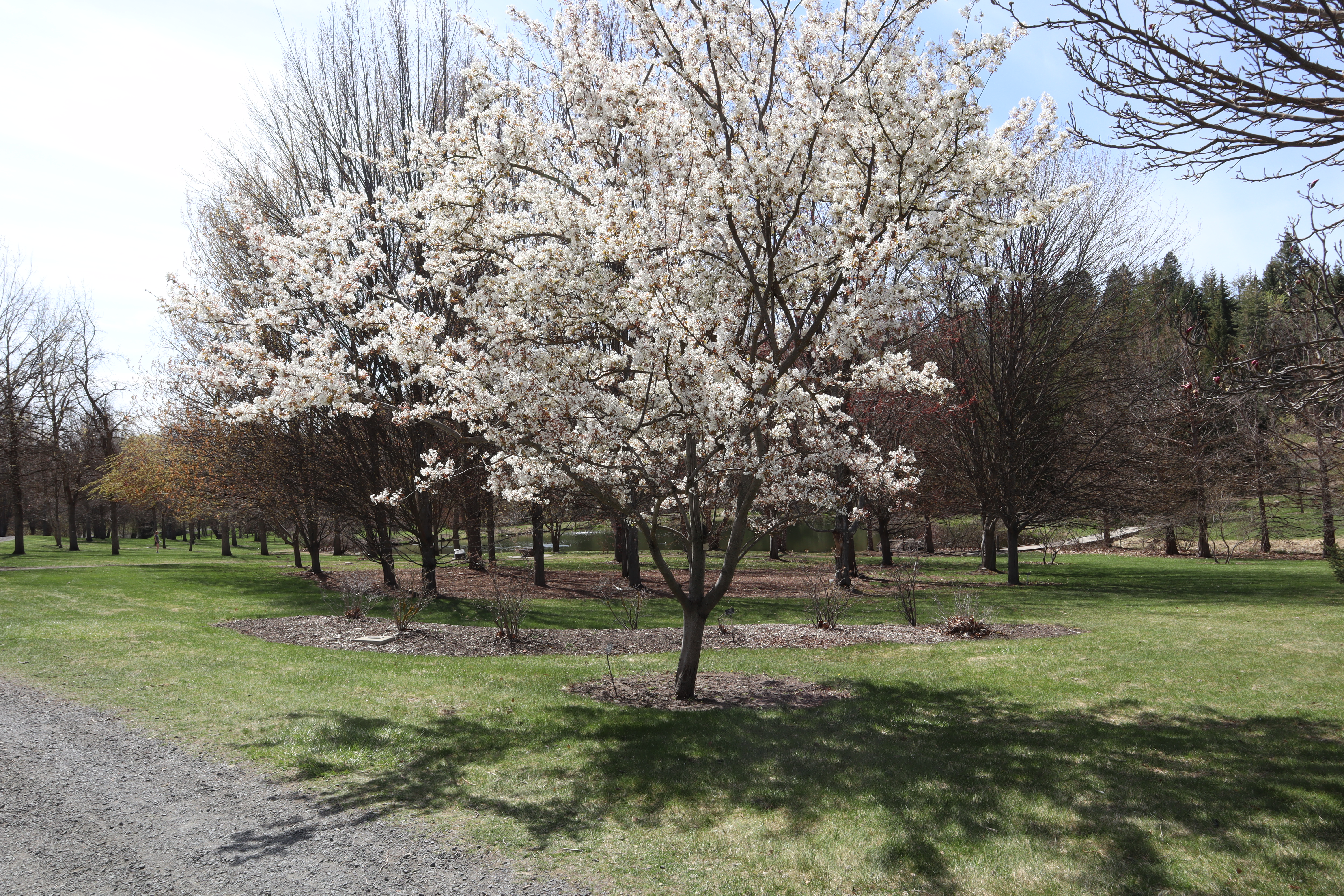 ‘Snowcloud’ Serviceberry tree in the UI Arboretum | Ava Manning | Argonaut