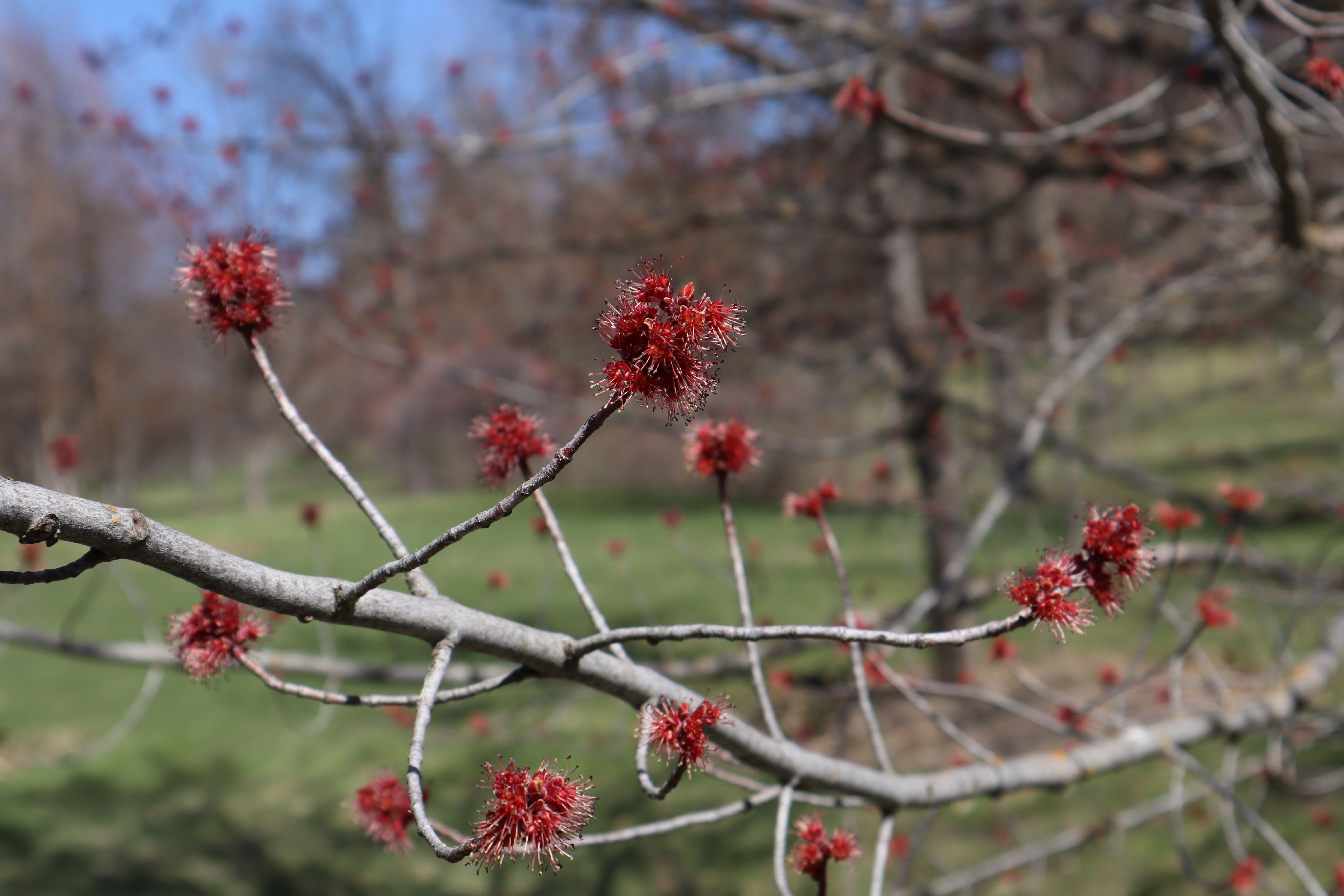 Red blossoms in the UI Arboretum | Ava Manning | Argonaut